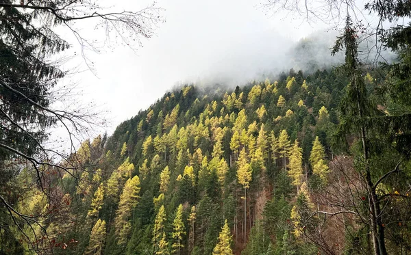 Kouzelné Podzimní Barvy Smíšeném Horském Lese Úpatí Hor Nad Údolím — Stock fotografie