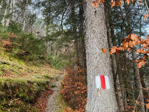 Taminatal nehir vadisinin yukarısındaki dağlık yamaçlarda ve İsviçre Alpleri, Vaettis - İsviçre 'nin St. Gallen Kantonu (Kanton St. Gallen, Schweiz)