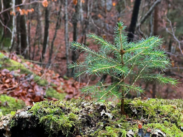 Giovane Albero Conifere Una Foresta Alpina Mista Durante Tardo Autunno — Foto Stock