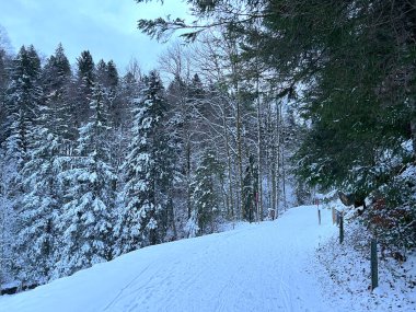 Sabahın erken saatlerinde, Alpstein dağlarının tepesindeki küçük bir orman yolunda ilk kar yağarken Urnaesch (ya da Urnasch) - İsviçre 'nin Appenzell Ausserrhoden Kantonu (Schweiz)