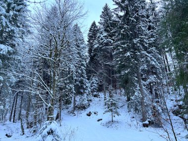 Sabahın erken saatlerinde Alpstein dağ kütlesi Urnaesch 'in (ya da Urnasch) Alpstein dağlık alanındaki karışık ağaçlara ilk kar yağdığında İsviçre' nin Appenzell Ausserrhoden Kantonu (Schweiz)