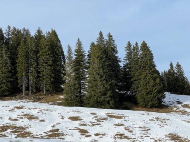 Alpstein dağ kütlesi Urnaesch 'in (ya da Urnasch) Alpstein dağlık kesimindeki karışık ağaçlara ilk kar yağan sonbahar atmosferi - Appenzell Innerrhoden Kantonu, İsviçre / Schweiz
