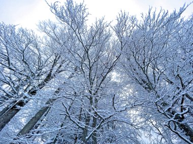 Early morning with the first snow on the mixed trees over the Lake Walen or Lake Walenstadt (Walensee) and in the Swiss Alps, Amden - Canton of St. Gallen, Switzerland (Schweiz)