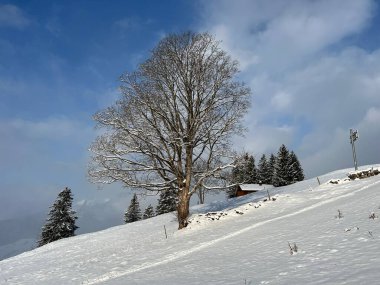 Picturesque canopies of alpine trees in a typical winter atmosphere after the winter snowfall over the Lake Walen or Lake Walenstadt (Walensee) and in the Swiss Alps, Amden - Switzerland / Schweiz