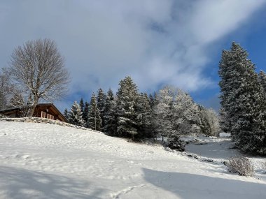 Picturesque canopies of alpine trees in a typical winter atmosphere after the winter snowfall over the Lake Walen or Lake Walenstadt (Walensee) and in the Swiss Alps, Amden - Switzerland / Schweiz
