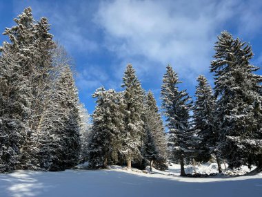 Picturesque canopies of alpine trees in a typical winter atmosphere after the winter snowfall over the Lake Walen or Lake Walenstadt (Walensee) and in the Swiss Alps, Amden - Switzerland / Schweiz