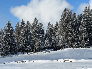 Picturesque canopies of alpine trees in a typical winter atmosphere after the winter snowfall over the Lake Walen or Lake Walenstadt (Walensee) and in the Swiss Alps, Amden - Switzerland / Schweiz