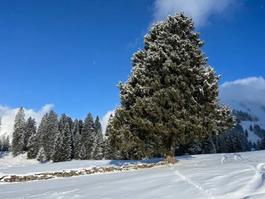 Picturesque canopies of alpine trees in a typical winter atmosphere after the winter snowfall over the Lake Walen or Lake Walenstadt (Walensee) and in the Swiss Alps, Amden - Switzerland / Schweiz