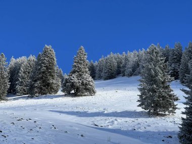 Picturesque canopies of alpine trees in a typical winter atmosphere after the winter snowfall over the Lake Walen or Lake Walenstadt (Walensee) and in the Swiss Alps, Amden - Switzerland / Schweiz