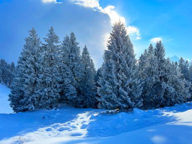Picturesque canopies of alpine trees in a typical winter atmosphere after the winter snowfall over the Lake Walen or Lake Walenstadt (Walensee) and in the Swiss Alps, Amden - Switzerland / Schweiz