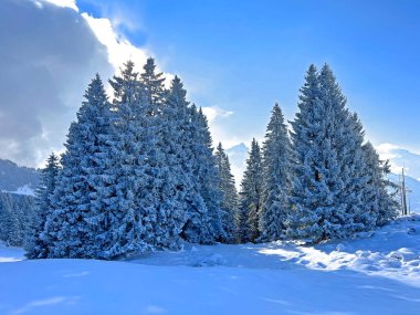 Picturesque canopies of alpine trees in a typical winter atmosphere after the winter snowfall over the Lake Walen or Lake Walenstadt (Walensee) and in the Swiss Alps, Amden - Switzerland / Schweiz