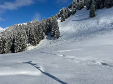 Picturesque canopies of alpine trees in a typical winter atmosphere after the winter snowfall over the Lake Walen or Lake Walenstadt (Walensee) and in the Swiss Alps, Amden - Switzerland / Schweiz