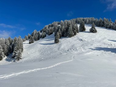 Picturesque canopies of alpine trees in a typical winter atmosphere after the winter snowfall over the Lake Walen or Lake Walenstadt (Walensee) and in the Swiss Alps, Amden - Switzerland / Schweiz