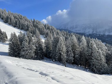 Picturesque canopies of alpine trees in a typical winter atmosphere after the winter snowfall over the Lake Walen or Lake Walenstadt (Walensee) and in the Swiss Alps, Amden - Switzerland / Schweiz