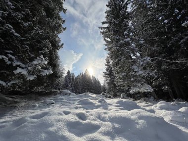Icy winter sun over a fresh snow cover in the Swiss Alps and in the Amden winter resort area above the Lake Walen or Lake Walenstadt (Walensee) - Canton of St. Gallen, Switzerland / Schweiz