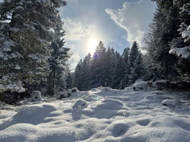Icy winter sun over a fresh snow cover in the Swiss Alps and in the Amden winter resort area above the Lake Walen or Lake Walenstadt (Walensee) - Canton of St. Gallen, Switzerland / Schweiz
