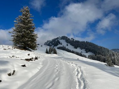 Wonderful winter hiking trails and traces over the Lake Walen or Lake Walenstadt (Walensee) and in the fresh alpine snow cover of the Swiss Alps, Amden - Canton of St. Gallen, Switzerland / Schweiz