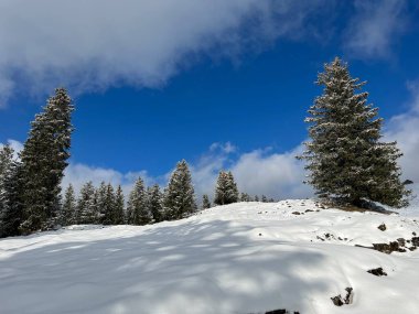 Picturesque canopies of alpine trees in a typical winter atmosphere after the winter snowfall over the Lake Walen or Lake Walenstadt (Walensee) and in the Swiss Alps, Amden - Switzerland / Schweiz
