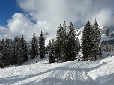 Picturesque canopies of alpine trees in a typical winter atmosphere after the winter snowfall over the Lake Walen or Lake Walenstadt (Walensee) and in the Swiss Alps, Amden - Switzerland / Schweiz