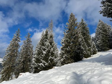 Picturesque canopies of alpine trees in a typical winter atmosphere after the winter snowfall over the Lake Walen or Lake Walenstadt (Walensee) and in the Swiss Alps, Amden - Switzerland / Schweiz