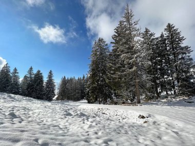 Picturesque canopies of alpine trees in a typical winter atmosphere after the winter snowfall over the Lake Walen or Lake Walenstadt (Walensee) and in the Swiss Alps, Amden - Switzerland / Schweiz