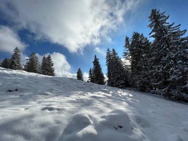 Picturesque canopies of alpine trees in a typical winter atmosphere after the winter snowfall over the Lake Walen or Lake Walenstadt (Walensee) and in the Swiss Alps, Amden - Switzerland / Schweiz
