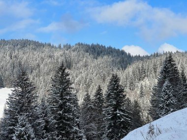 Picturesque canopies of alpine trees in a typical winter atmosphere after the winter snowfall over the Lake Walen or Lake Walenstadt (Walensee) and in the Swiss Alps, Amden - Switzerland / Schweiz