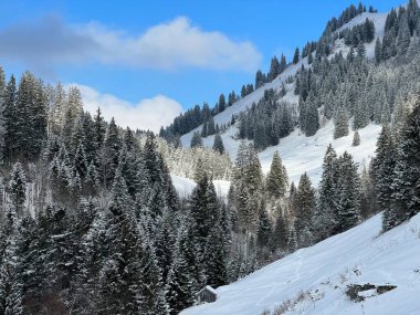 Picturesque canopies of alpine trees in a typical winter atmosphere after the winter snowfall over the Lake Walen or Lake Walenstadt (Walensee) and in the Swiss Alps, Amden - Switzerland / Schweiz