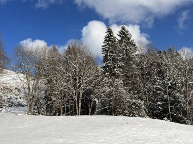Picturesque canopies of alpine trees in a typical winter atmosphere after the winter snowfall over the Lake Walen or Lake Walenstadt (Walensee) and in the Swiss Alps, Amden - Switzerland / Schweiz