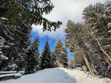 Picturesque canopies of alpine trees in a typical winter atmosphere after the winter snowfall over the Lake Walen or Lake Walenstadt (Walensee) and in the Swiss Alps, Amden - Switzerland / Schweiz