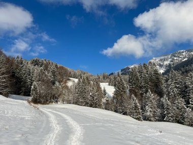 Picturesque canopies of alpine trees in a typical winter atmosphere after the winter snowfall over the Lake Walen or Lake Walenstadt (Walensee) and in the Swiss Alps, Amden - Switzerland / Schweiz