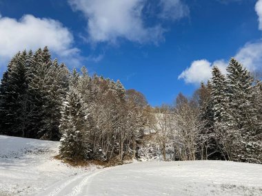 Picturesque canopies of alpine trees in a typical winter atmosphere after the winter snowfall over the Lake Walen or Lake Walenstadt (Walensee) and in the Swiss Alps, Amden - Switzerland / Schweiz