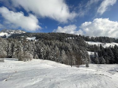 Picturesque canopies of alpine trees in a typical winter atmosphere after the winter snowfall over the Lake Walen or Lake Walenstadt (Walensee) and in the Swiss Alps, Amden - Switzerland / Schweiz