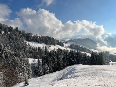 Picturesque canopies of alpine trees in a typical winter atmosphere after the winter snowfall over the Lake Walen or Lake Walenstadt (Walensee) and in the Swiss Alps, Amden - Switzerland / Schweiz
