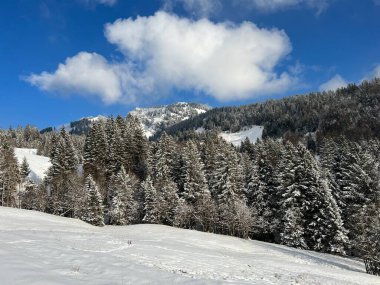 Picturesque canopies of alpine trees in a typical winter atmosphere after the winter snowfall over the Lake Walen or Lake Walenstadt (Walensee) and in the Swiss Alps, Amden - Switzerland / Schweiz