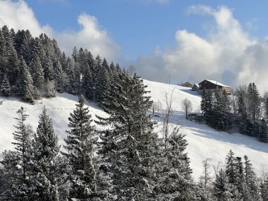 Picturesque canopies of alpine trees in a typical winter atmosphere after the winter snowfall over the Lake Walen or Lake Walenstadt (Walensee) and in the Swiss Alps, Amden - Switzerland / Schweiz