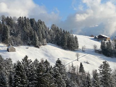 Picturesque canopies of alpine trees in a typical winter atmosphere after the winter snowfall over the Lake Walen or Lake Walenstadt (Walensee) and in the Swiss Alps, Amden - Switzerland / Schweiz