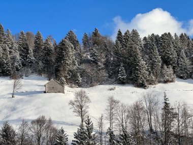 Picturesque canopies of alpine trees in a typical winter atmosphere after the winter snowfall over the Lake Walen or Lake Walenstadt (Walensee) and in the Swiss Alps, Amden - Switzerland / Schweiz