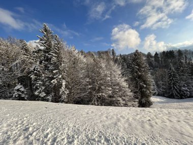Picturesque canopies of alpine trees in a typical winter atmosphere after the winter snowfall over the Lake Walen or Lake Walenstadt (Walensee) and in the Swiss Alps, Amden - Switzerland / Schweiz