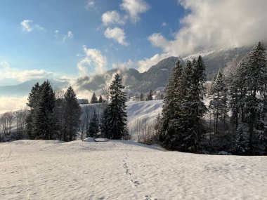 Picturesque canopies of alpine trees in a typical winter atmosphere after the winter snowfall over the Lake Walen or Lake Walenstadt (Walensee) and in the Swiss Alps, Amden - Switzerland / Schweiz