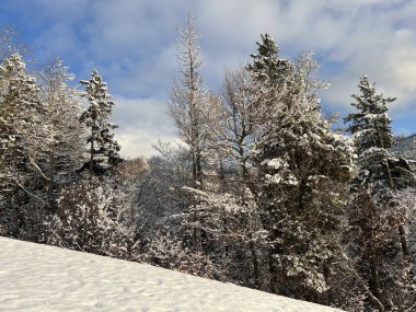 Picturesque canopies of alpine trees in a typical winter atmosphere after the winter snowfall over the Lake Walen or Lake Walenstadt (Walensee) and in the Swiss Alps, Amden - Switzerland / Schweiz