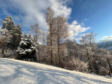 Picturesque canopies of alpine trees in a typical winter atmosphere after the winter snowfall over the Lake Walen or Lake Walenstadt (Walensee) and in the Swiss Alps, Amden - Switzerland / Schweiz