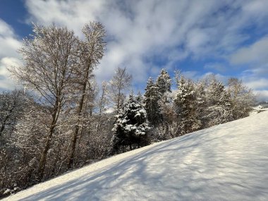 Picturesque canopies of alpine trees in a typical winter atmosphere after the winter snowfall over the Lake Walen or Lake Walenstadt (Walensee) and in the Swiss Alps, Amden - Switzerland / Schweiz