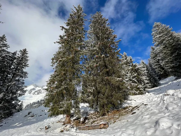 Picturesque canopies of alpine trees in a typical winter atmosphere after the winter snowfall over the Lake Walen or Lake Walenstadt (Walensee) and in the Swiss Alps, Amden - Switzerland / Schweiz