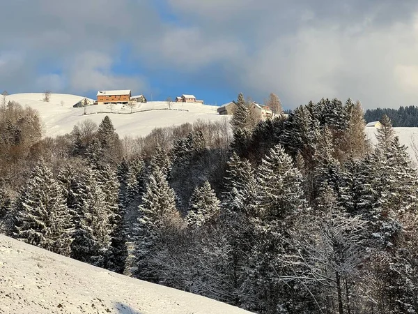 Picturesque canopies of alpine trees in a typical winter atmosphere after the winter snowfall over the Lake Walen or Lake Walenstadt (Walensee) and in the Swiss Alps, Amden - Switzerland / Schweiz