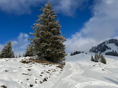 Christmas trees in its natural winter environment and covered with icy snowflakes in the Swiss Alps, Amden - Canton of St. Gallen, Switzerland / Schweiz