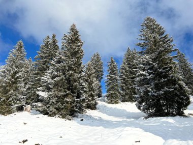 Christmas trees in its natural winter environment and covered with icy snowflakes in the Swiss Alps, Amden - Canton of St. Gallen, Switzerland / Schweiz