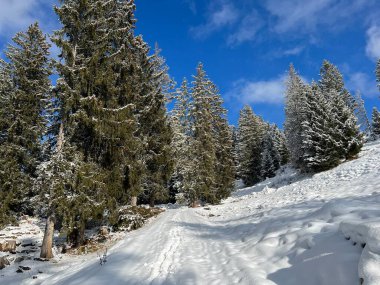 Winter snow idyll along the rural alpine road above the Lake Walen or Lake Walenstadt (Walensee) and in the Swiss Alps, Amden - Canton of St. Gallen, Switzerland / Schweiz