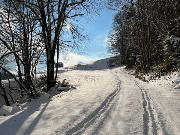 Winter snow idyll along the rural alpine road above the Lake Walen or Lake Walenstadt (Walensee) and in the Swiss Alps, Amden - Canton of St. Gallen, Switzerland / Schweiz
