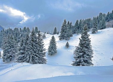 Picturesque canopies of alpine trees in a typical winter atmosphere after the winter snowfall above the tourist resorts of Valbella and Lenzerheide in the Swiss Alps - Canton of Grisons, Switzerland / Schweiz